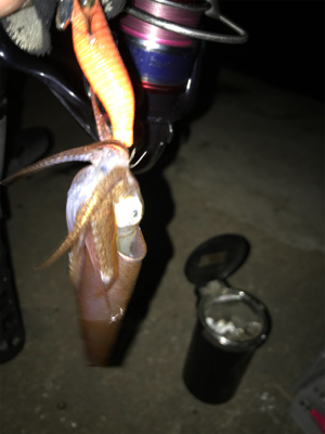 寒くてもヒイカ釣り(^.^)