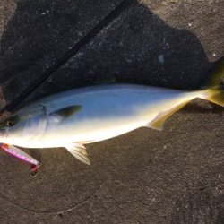 ３日連続ハマチ