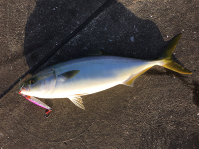 ３日連続ハマチ
