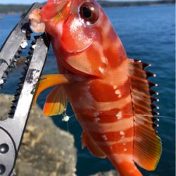 磯でカワハギ釣り