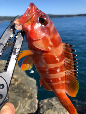 磯でカワハギ釣り
