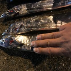 タチウオ引き釣り