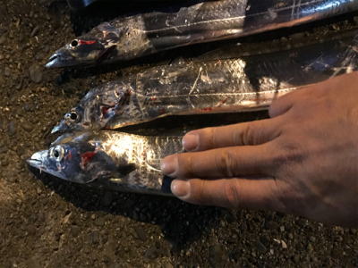 タチウオ引き釣り