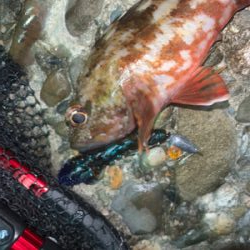 体高ありのアコウ