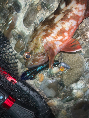 体高ありのアコウ