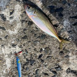 サゴシ狙いの筈が