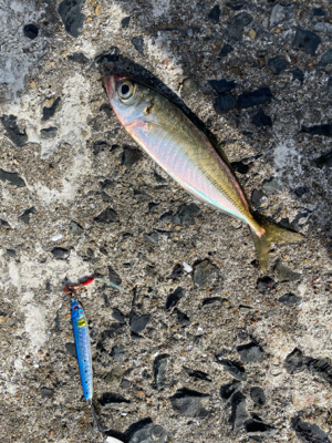 サゴシ狙いの筈が