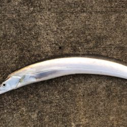 太刀魚と青物回遊　あり