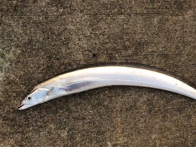 太刀魚と青物回遊　あり