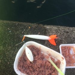 メクリアジ好釣!