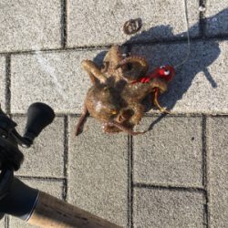 オクトパッシング