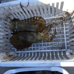 福岡ティップラン