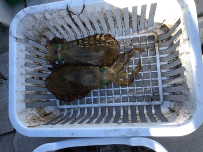 福岡ティップラン