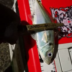 アジング練習  63