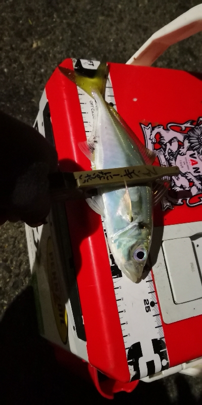 アジング練習  63