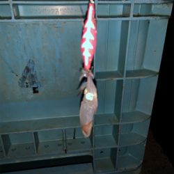 ヒイカシーズン!