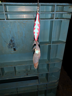 ヒイカシーズン!