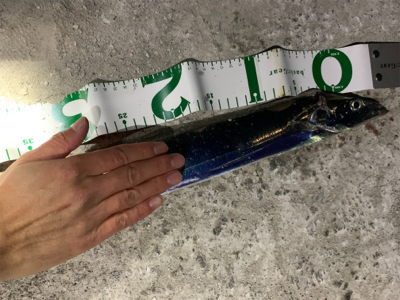 館山　タチウオ　爆釣