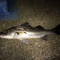 シーバスフィッシング