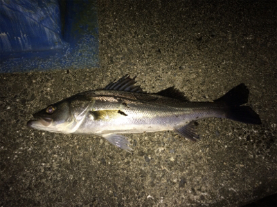 シーバスフィッシング