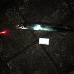 快適な釣りでした