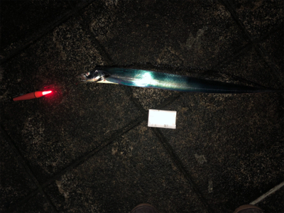 快適な釣りでした