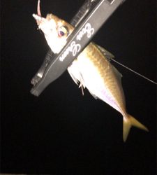 漁港アジングに今期初メバル