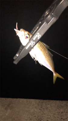 漁港アジングに今期初メバル