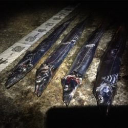 舞洲復活の兆し