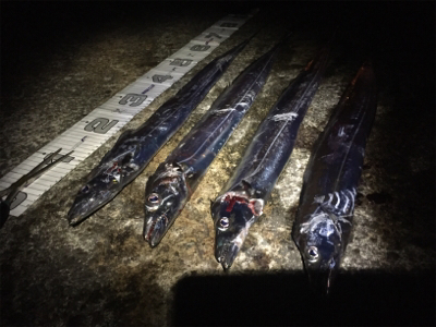 舞洲復活の兆し