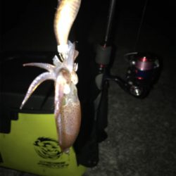 かなり厳しいヒイカ調査(＞＜)