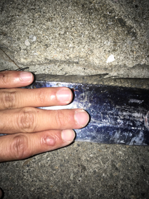 シーバスは獲れず…