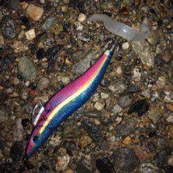 アオリイカ終盤