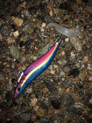 アオリイカ終盤