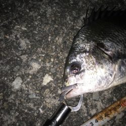 初武庫川フィッシュ