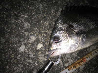 初武庫川フィッシュ