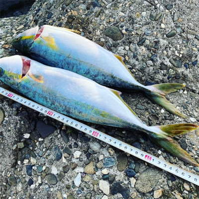 ハマチとサゴシ