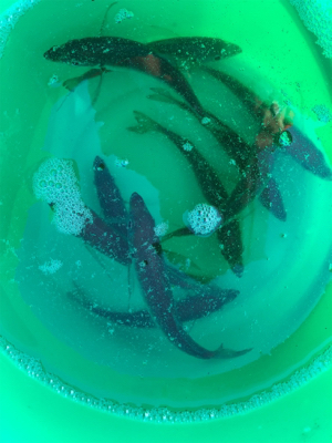 二週間ぶりの釣りですが⁉️