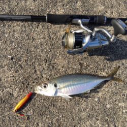 のんびりと昼から釣行