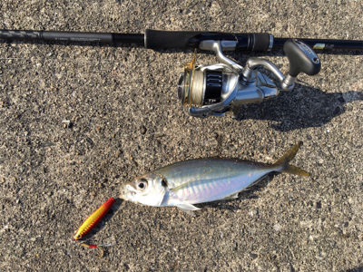 のんびりと昼から釣行