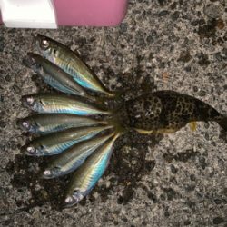 松部港 アジサビキ釣り