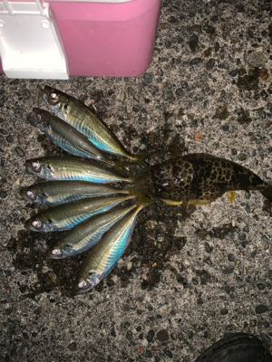 松部港 アジサビキ釣り