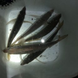 いいサイズのアジング