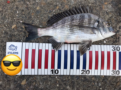 アジを求めて⑬