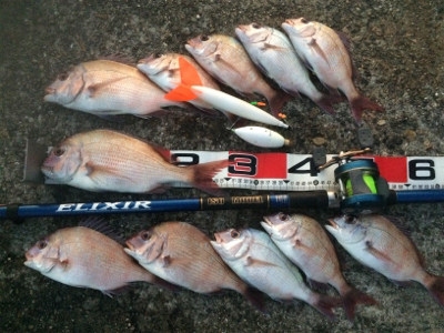 活性は高くとも、サイズは伸びず