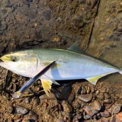 ハマチやらブリ!