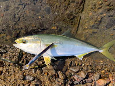 ハマチやらブリ!