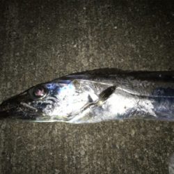 ドラゴンゲット