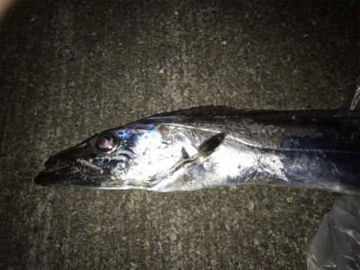 ドラゴンゲット