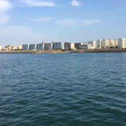 秋っぽい砂地の魚